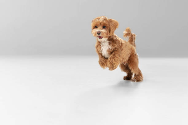 istock Studio shot of Maltipu dog isolated on white studio background 1281088639