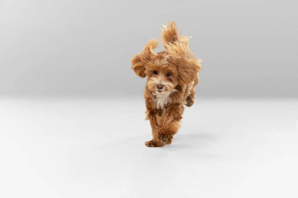 istock Studio shot of Maltipu dog isolated on white studio background 1281088643