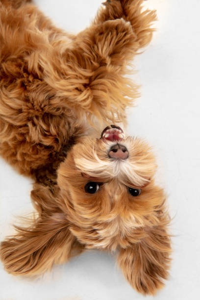 istock Studio shot of Maltipu dog isolated on white studio background 1281088645