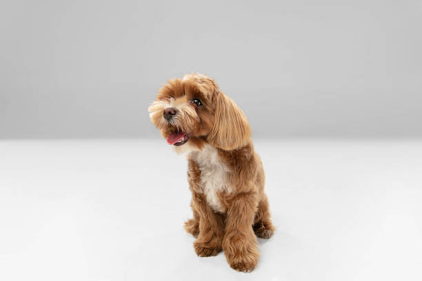 istock Studio shot of Maltipu dog isolated on white studio background 1281088647
