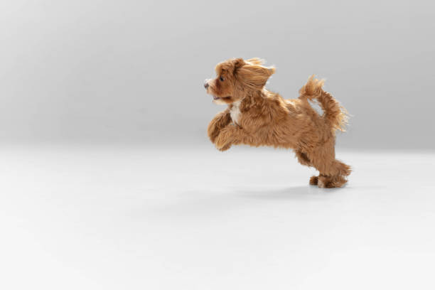 istock Studio shot of Maltipu dog isolated on white studio background 1281088648