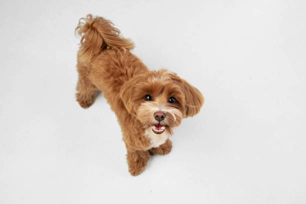istock Studio shot of Maltipu dog isolated on white studio background 1281088654