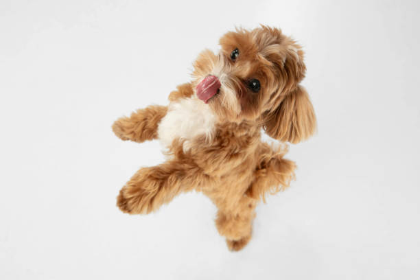 istock Studio shot of Maltipu dog isolated on white studio background 1281088657