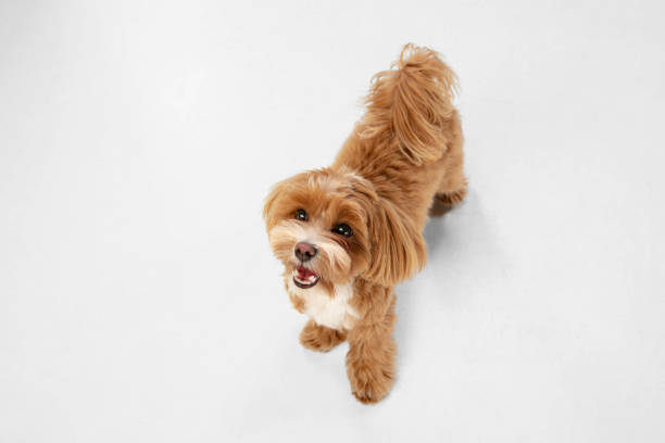 istock Studio shot of Maltipu dog isolated on white studio background 1281088661
