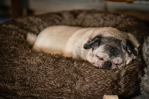 Pug Sleeping in Dog Bed
