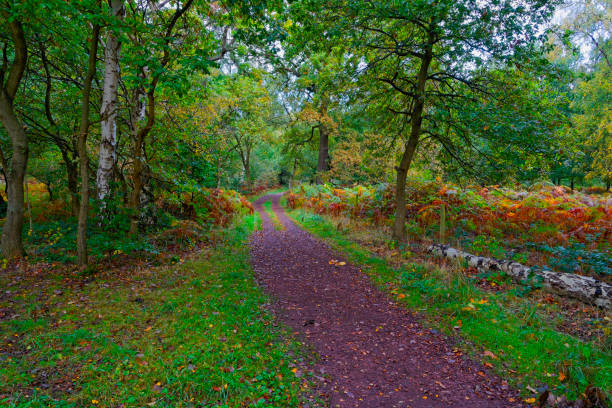 istock Wide path through Sherwood Forest on a damp autumn day 1281089545