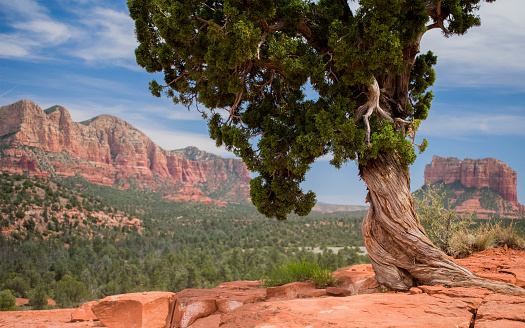 A beautiful Utah juniper with its infamous twisted trunk overlooking the vista of Red Rock State Park in Arizona.