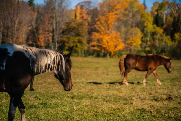 istock Autumn Landscape - A Horse Grazing in a Field 1281090620