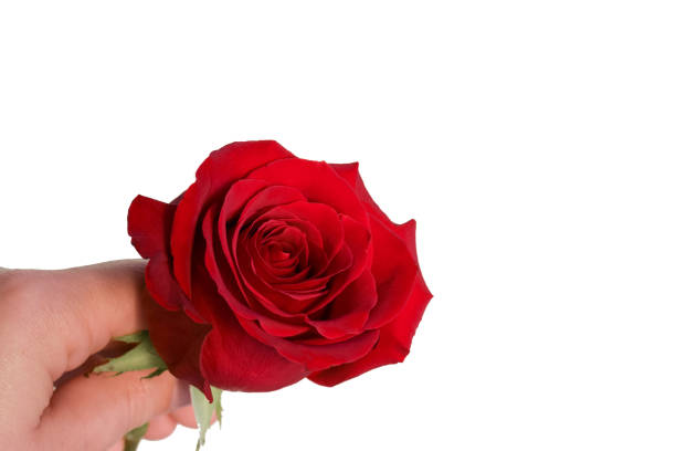 istock Hand holding a beautiful red rose isolated on white. 1281090684