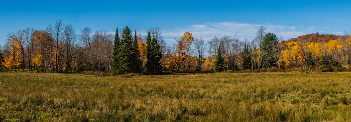 Autumn Landscape - Field with Trees in the Background - Goulais River, Ontario