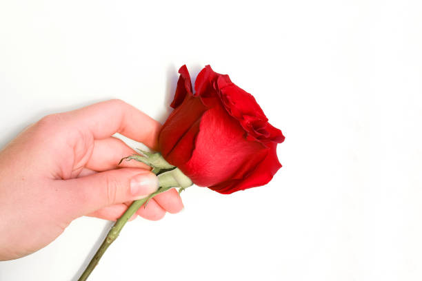 istock Hand holding a beautiful red rose isolated on white. 1281090779