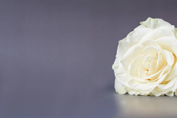 istock White rose on a gray background. One big rose. Copy space. 1281090875