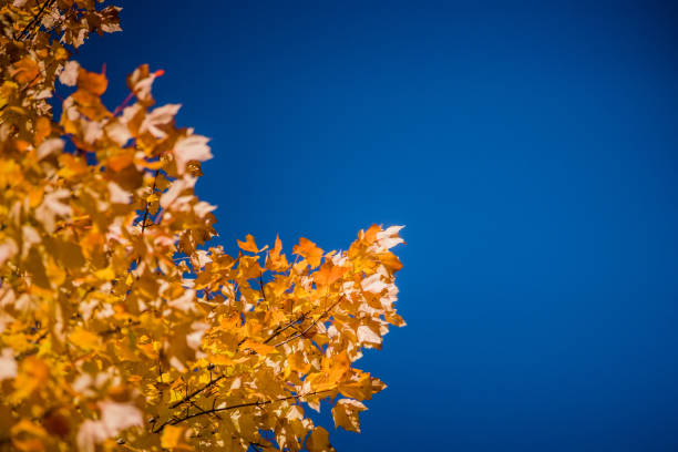 Birch Tree Leaves against the Blue Sky Autumn Landscape - A Horse Grazing in a Field