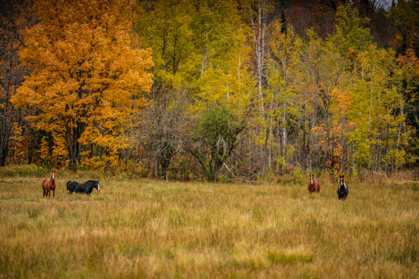 Grazing horses on meadow among autumnal mountains.