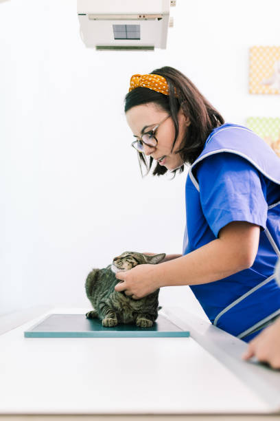 istock Vets with a cat in the x-ray room 1281091037