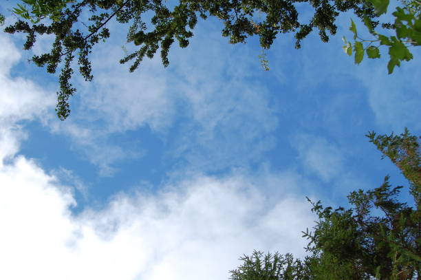 low angle view on the sky with tree tops surrounding two sides of the image. - treetop sky tree high section imagens e fotografias de stock