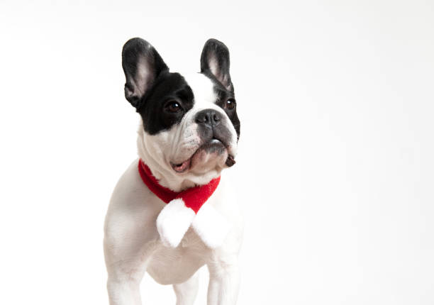 dog or french bulldog, unaware French bulldog or french bulldog family