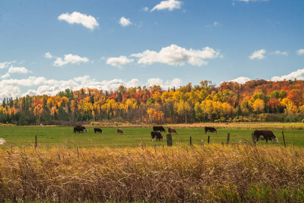 Autumn Landscape - Cows Grazing in a Field