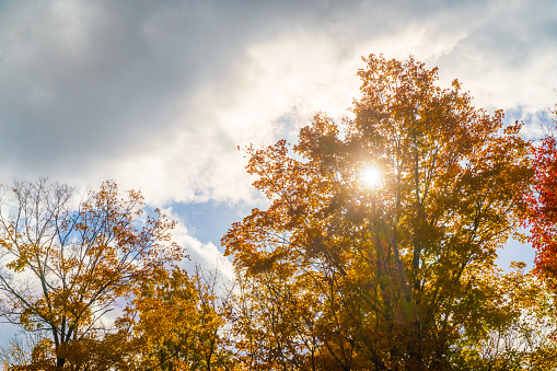 Autumn Landscape - Sunlight through Tree Leaves