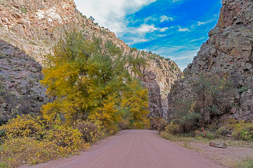 Late fall colors on deep canyon trees in Rocky mountain canyon.