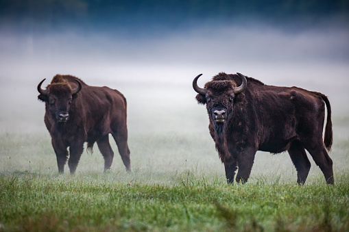 Wild european aurochs in the forest at Belovezhskaya Pushcha National Park, Belarus.