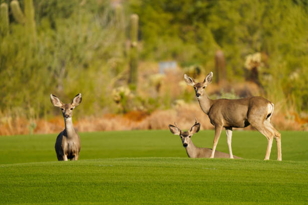 istock Mule Deer or Black-tailed deer family 1281096811