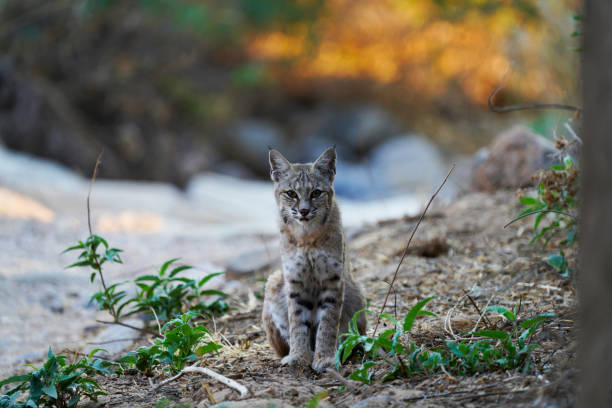 istock Bobcat sitting in the Arizona desert 1281096892