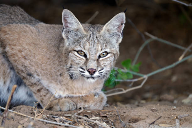 istock Bobcat in the Arizona desert 1281097029