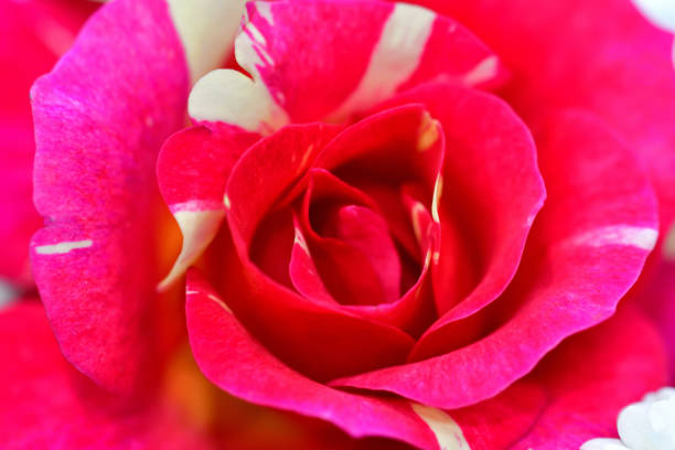 istock Autumn Rose Flower: Extreme Close-up photo 1281097097