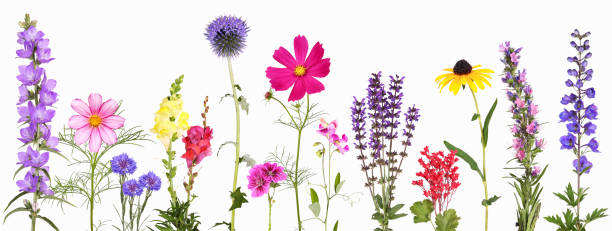 sélection de diverses fleurs colorées de jardin, isolées - couleur panachée photos et images de collection
