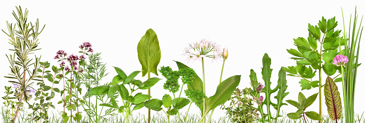 Popular herbs from the garden. A selection of different fresh spices.