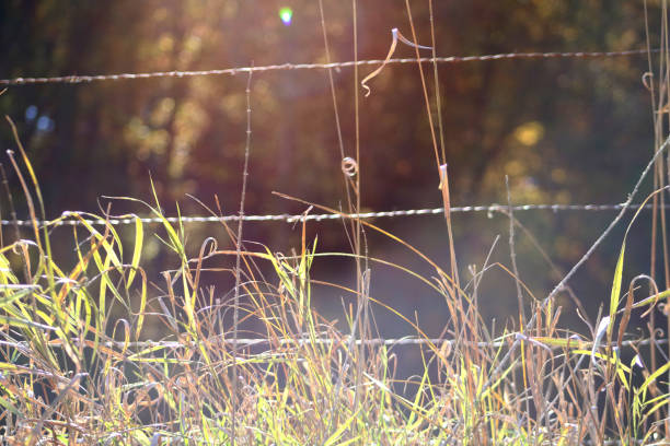 istock Wild Grasses on Fence 1281098501
