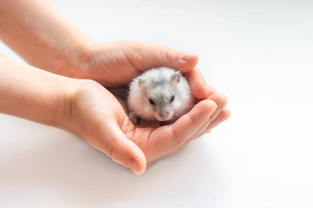 A light grey Dzungarian hamster sitting on a child's hand on a white background. domestic rodent pets.