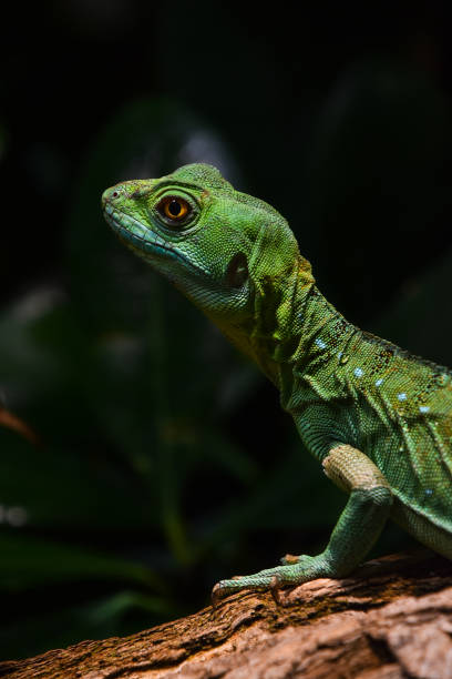 istock Close up portrait of green lizard 1281098811