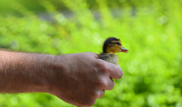 istock Man holding baby duckling in hand over green 1281098828