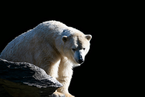 Close up portrait of one white arctic polar bear (Ursus maritimus) on rocks over black background, looking at camera, low angle, front view