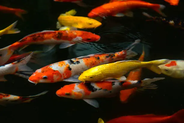 Photo of fish CARP fancy / koi in pond, japanese National animal