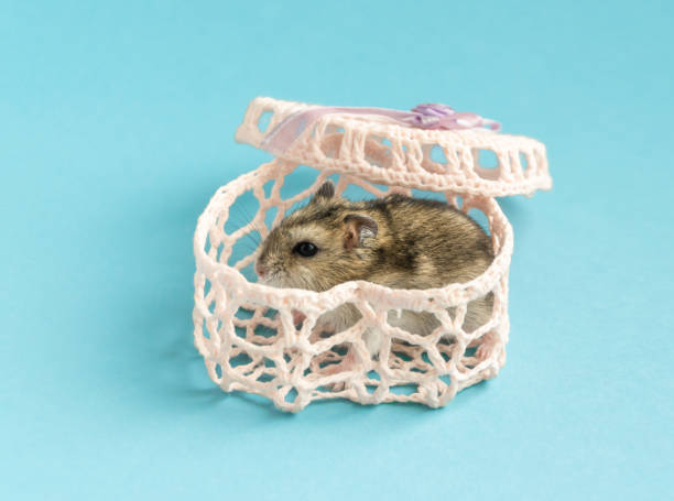 istock grey small Dzungarian hamster sitting in a light pink woven box on a uniform blue background. domestic rodent pets 1281099007