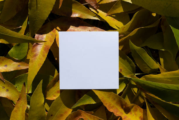 istock Creative arrangement made with autumn leaves with paper card note, concept with creative copy space 1281099038