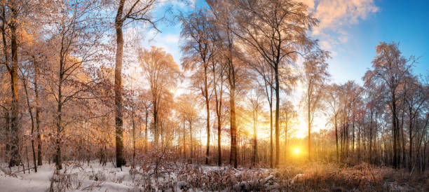 istock Winter landscape at sunset in a forest 1281100231