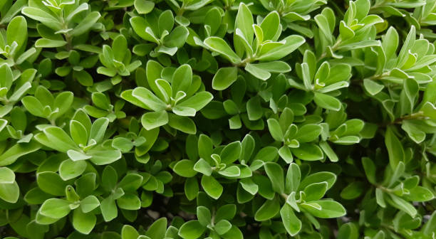 istock close-up green leaves background. fresh spring green. green Bush leaf background. 1281100566