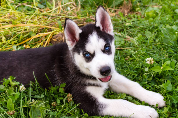istock Husky puppy with blue eyes lying on the green grass. 1281100752