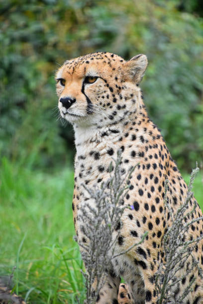 istock Close up front portrait of cheetah 1281101738
