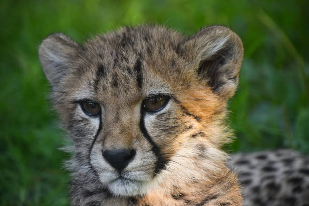 istock Close up portrait of cheetah cub 1281101789