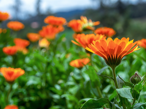 Pot marigold flowers in a garden near the colonial town of Villa de Leyva, in the central Andean mountains of Colombia.