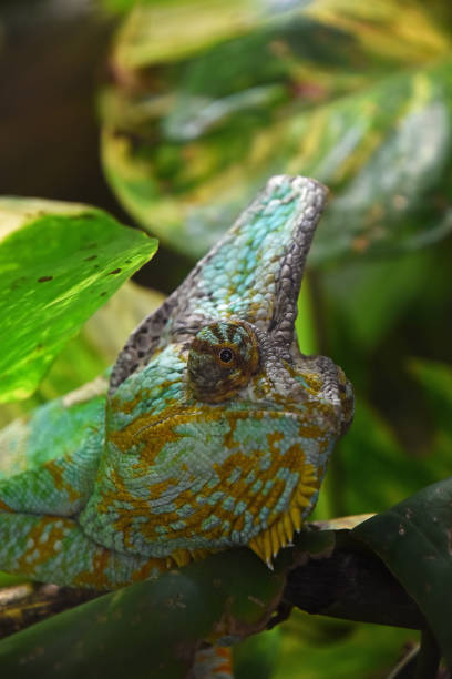 istock Profile portrait of Yemen veiled chameleon 1281101943