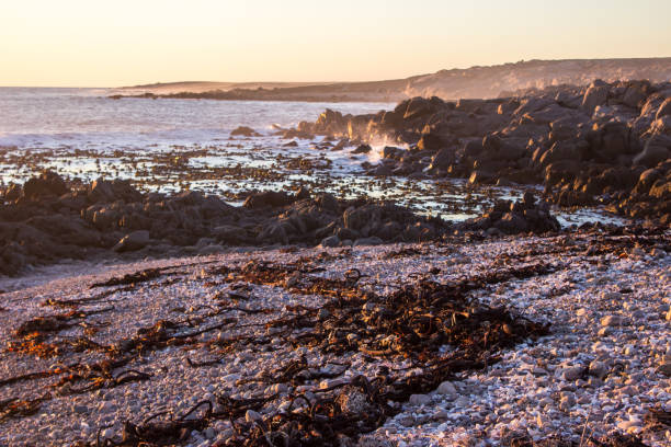 The Rocky coast of the Namaqua National Park, on the West Coast of South Africa, at Sunset, with washed up Kelp and numerous broken shell fragments on the pebbles in the foreground