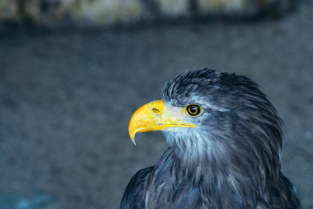 istock portrait of an eagle on a grey background in profile 1281106693