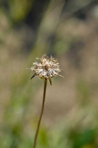 istock Caucasian pincushion seed head 1281106737