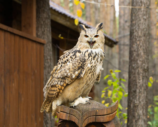 istock owl with bright eyes sits on a pedestal 1281107202